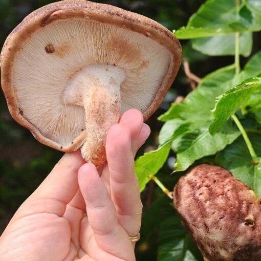 Nấm tây bắc