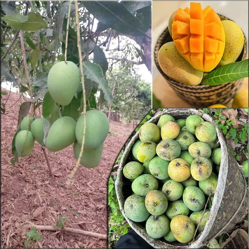 DEMO SẢN PHẨM MỚI